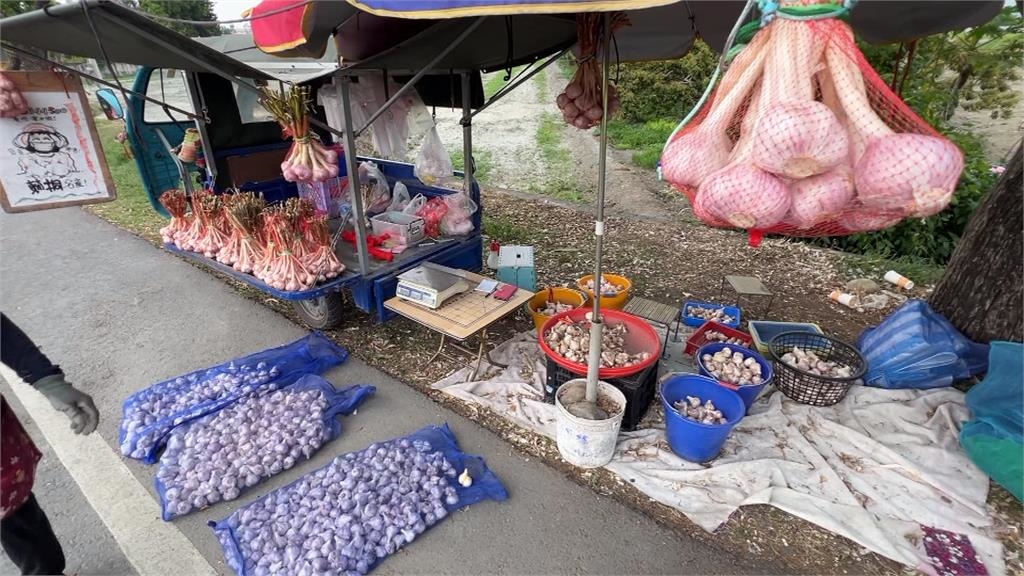 雲林蒜頭採收旺季! 產量較去年多1至2成、品質佳