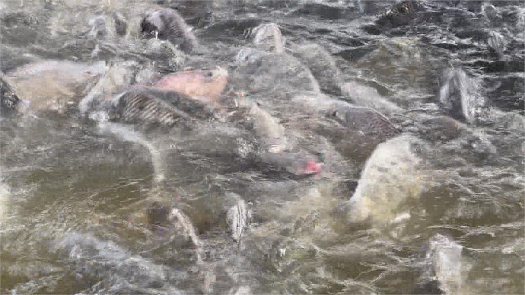 台灣鯛受關稅衝擊業者心慌 農業部祭出外交獎勵