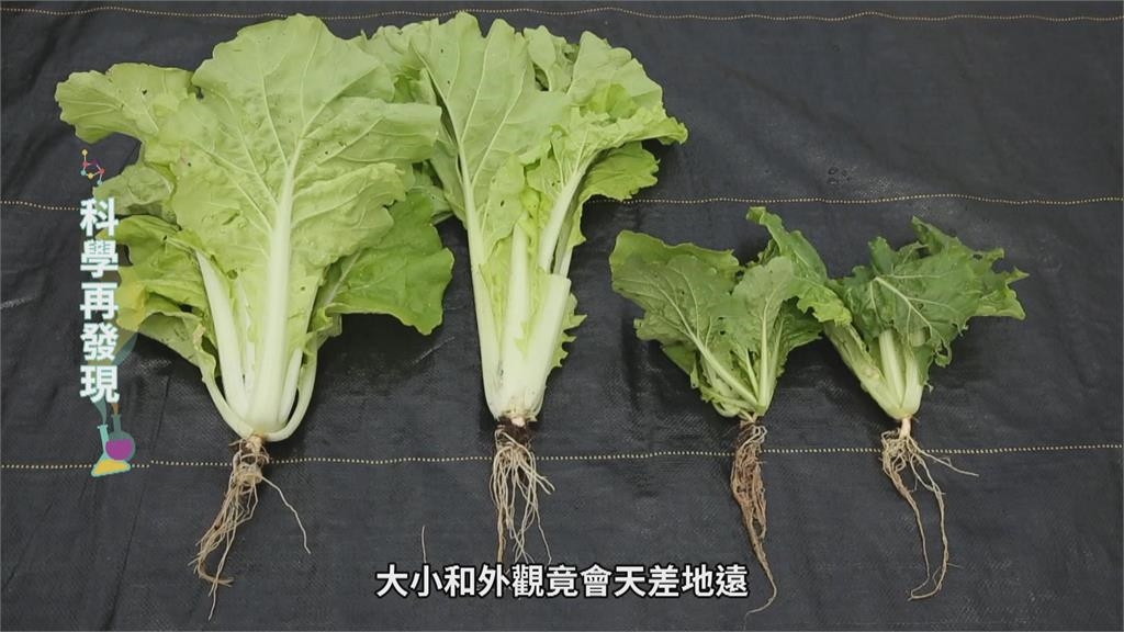 台灣七成土壤成酸性　鹼性肥料成解方