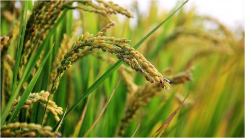 4/20節氣「穀雨」到 三星座財運旺翻!天蠍座第三名