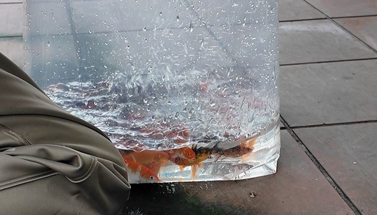 只要2～15元銅板價！　花蓮水培所開放登記購買魚苗