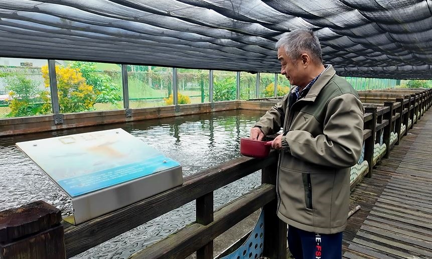 只要2～15元銅板價！　花蓮水培所開放登記購買魚苗