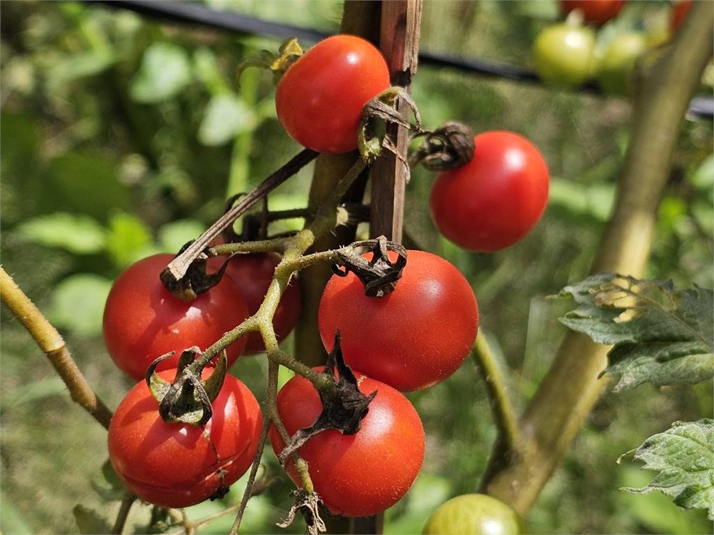 欣欣向農計畫第五期圓滿結訓