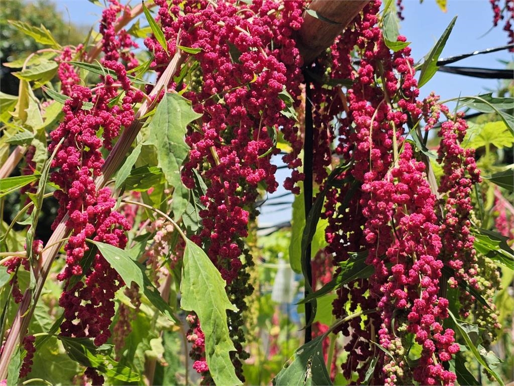 欣欣向農計畫第五期圓滿結訓