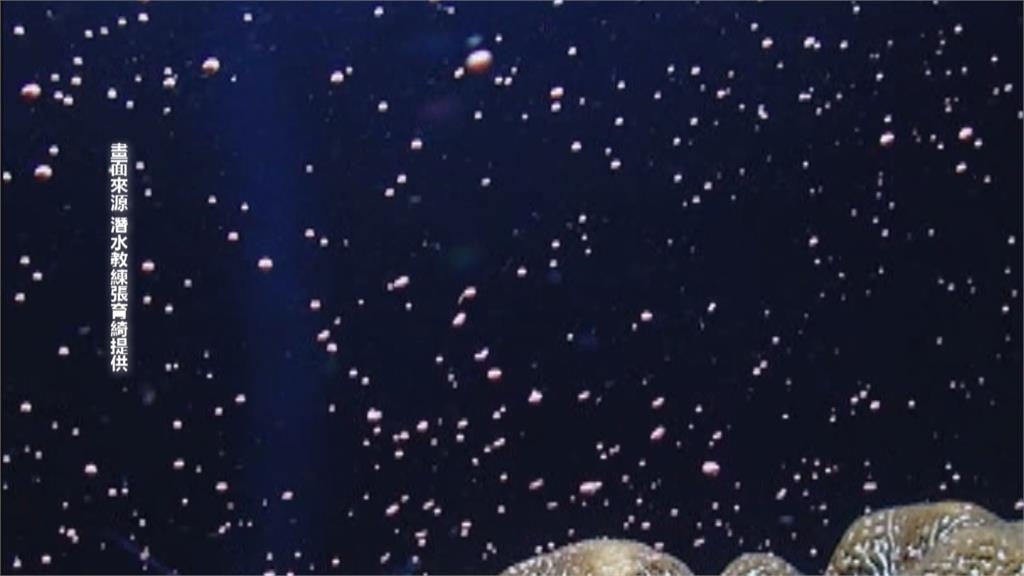 珊瑚產卵季開始　墾丁漆黑海底變粉紅色星空