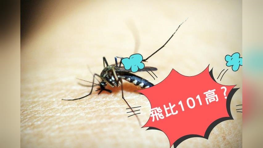 蚊子「飛行紀錄」可以破50樓？網友：連飛機上都能見到牠！