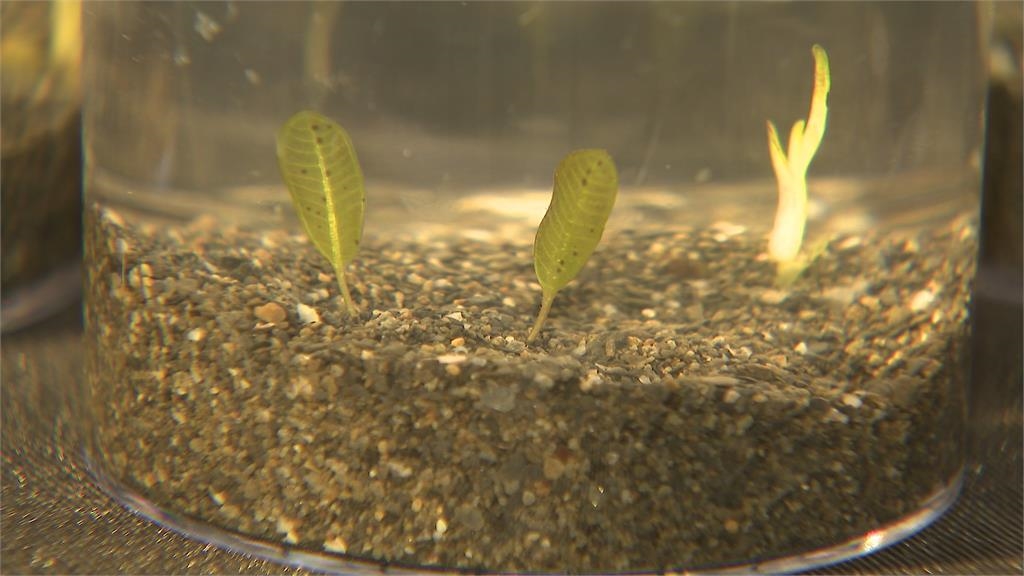 還海行動2025！　今周刊攜台大建置海草復育基地