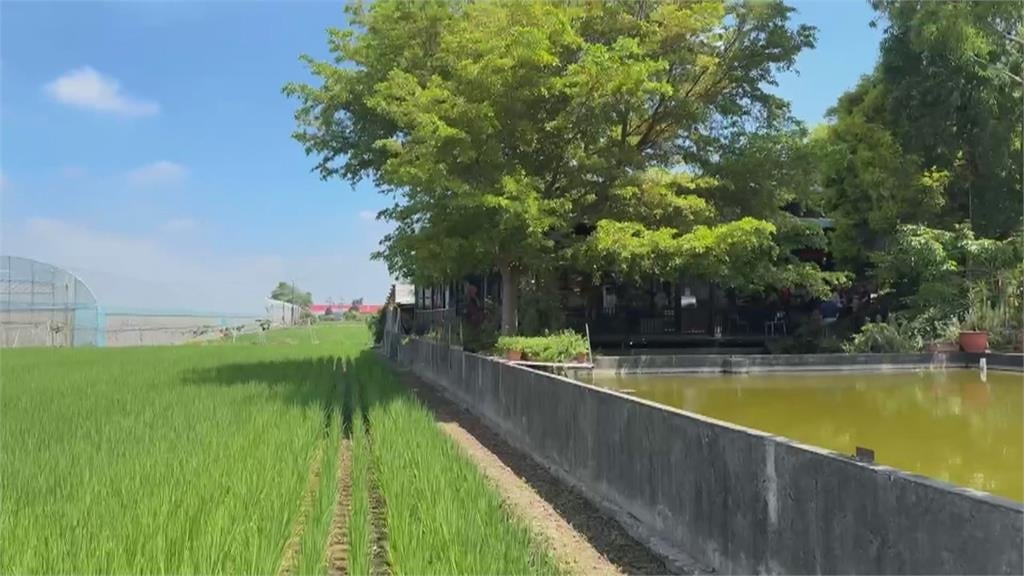 嘉義民雄魚池改造咖啡館　奈良美智曾兩度造訪