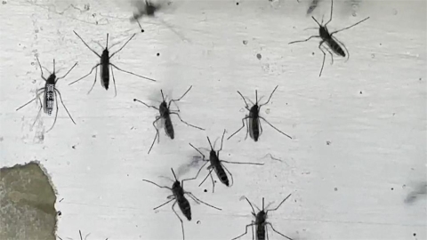 台灣屈公病疫情創18年新高! 麻疹群聚匡列235人