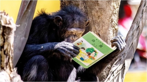 你沒看錯！黑猩猩真的在看書　動物園曝光箇中秘密