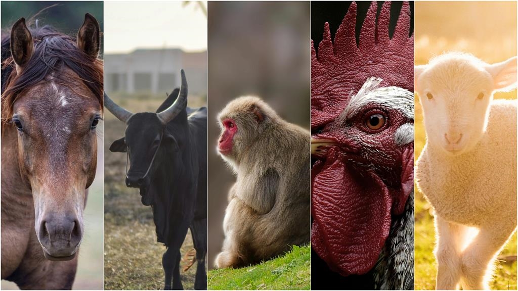 全球股市震盪有望迎轉機？專家曝「5生肖」財運跌深反彈：準備翻身！