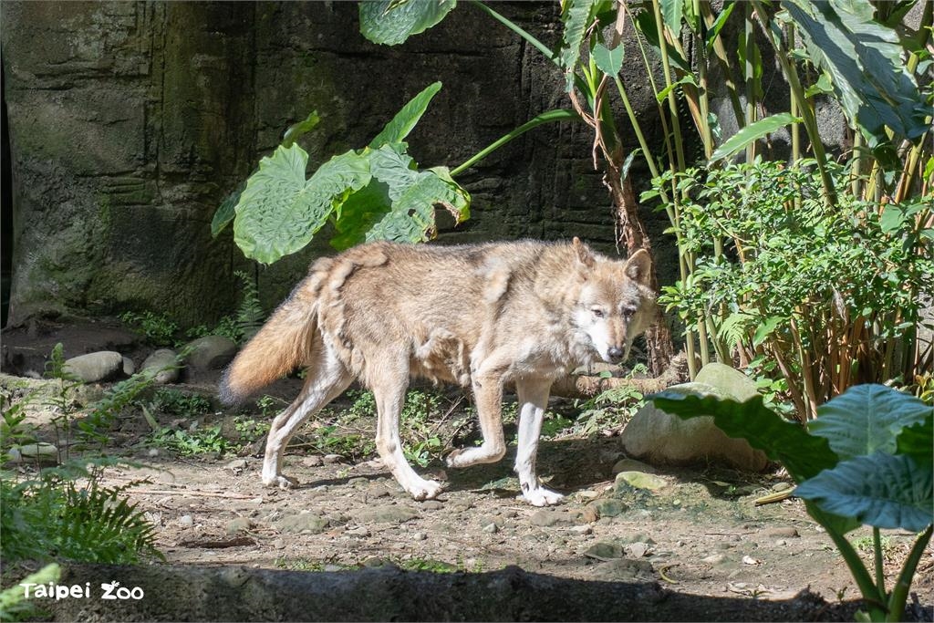快新聞/台北動物園換季大作戰! 灰狼、梅花鹿、駱駝「夏日限定」造型曝