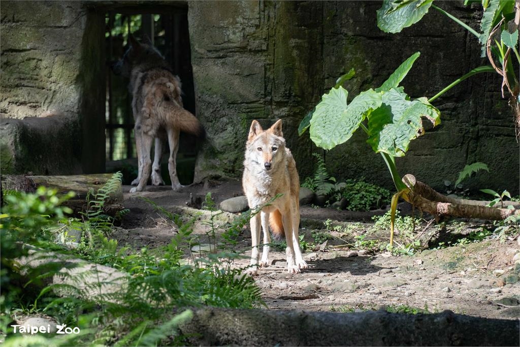 快新聞/台北動物園換季大作戰! 灰狼、梅花鹿、駱駝「夏日限定」造型曝
