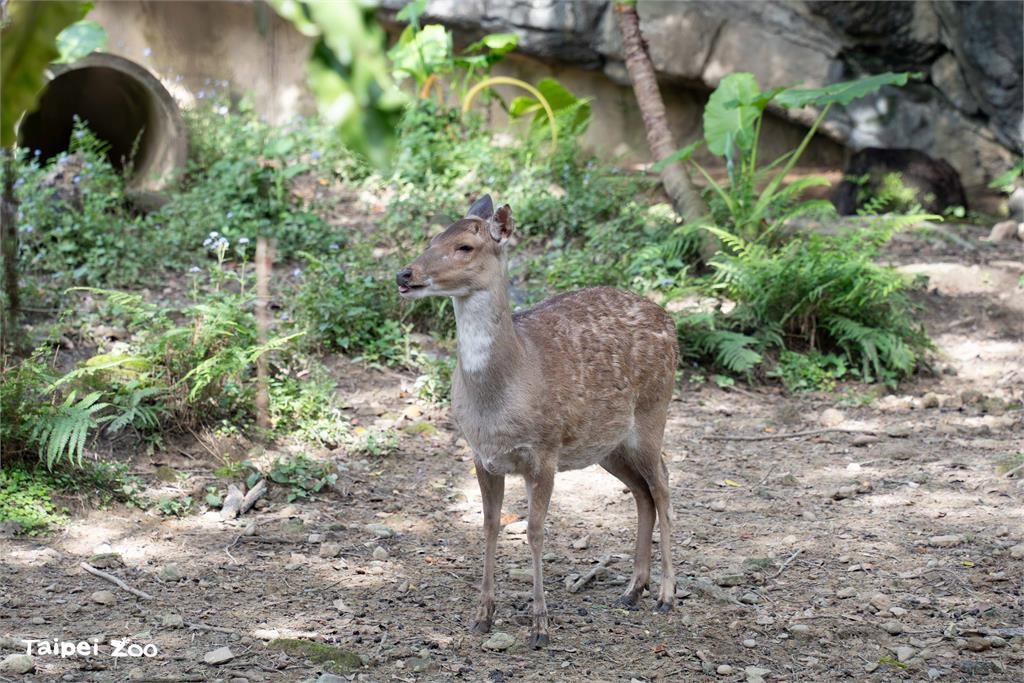 快新聞/台北動物園換季大作戰! 灰狼、梅花鹿、駱駝「夏日限定」造型曝