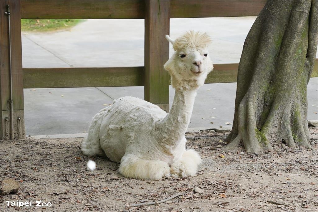 快新聞/台北動物園換季大作戰! 灰狼、梅花鹿、駱駝「夏日限定」造型曝
