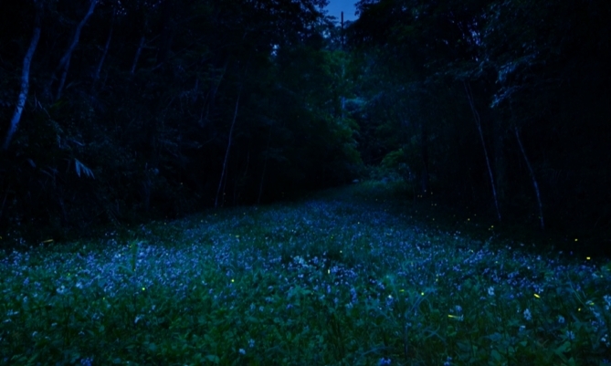 賞桐賞螢還有隱藏版　「陸版藍眼淚」苗栗三義限定