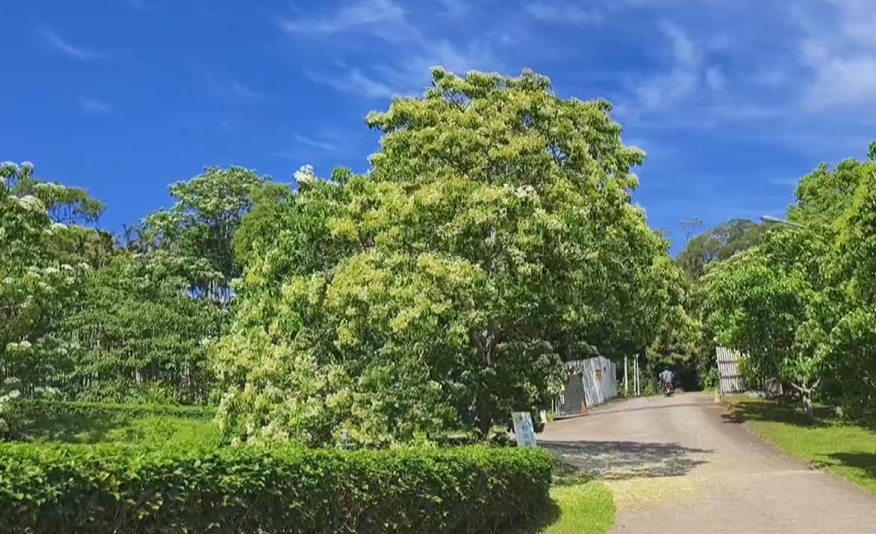 賞桐賞螢還有隱藏版　「陸版藍眼淚」苗栗三義限定