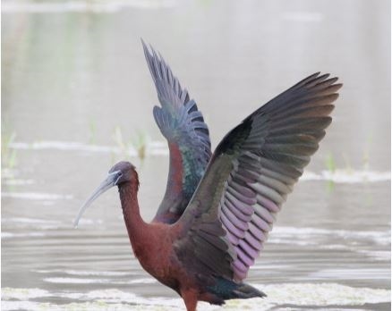台東知本魚塭稀有「彩䴉」現蹤　鳥友驚喜