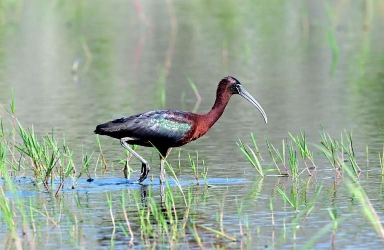台東知本魚塭稀有「彩䴉」現蹤　鳥友驚喜