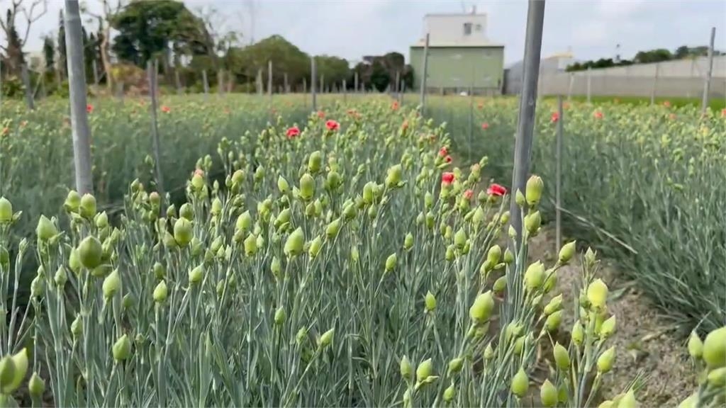 春季低溫日太多康乃馨生長緩慢　產地價飆漲三成1支15元