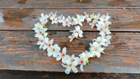 夢幻白雪落土城　油桐花季驚艷登場