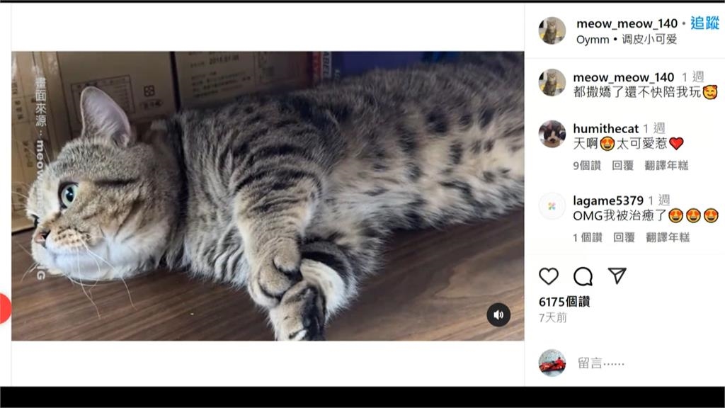 大稻埕「店貓文化」成景點 商圈舉辦攝影展、推貓地圖