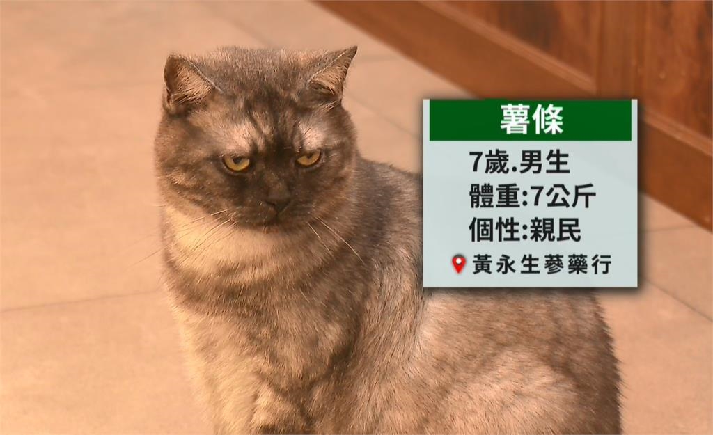 大稻埕「店貓文化」成景點 商圈舉辦攝影展、推貓地圖