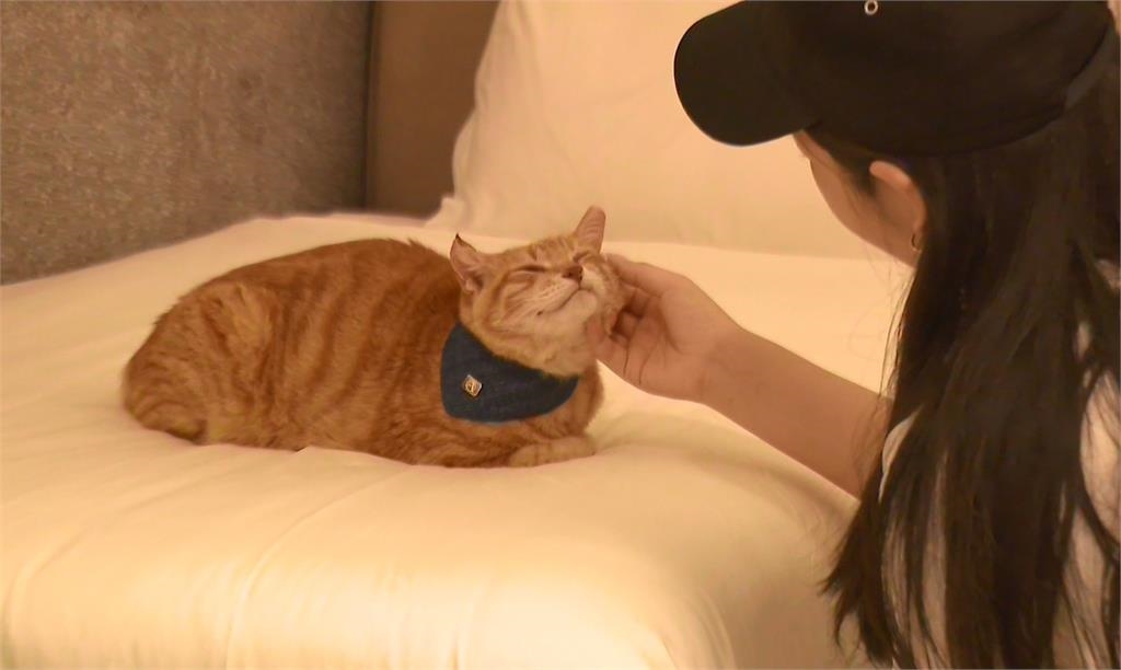 大稻埕「店貓文化」成景點 商圈舉辦攝影展、推貓地圖