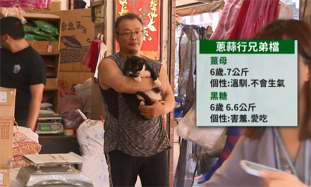 大稻埕「店貓文化」成景點 商圈舉辦攝影展、推貓地圖