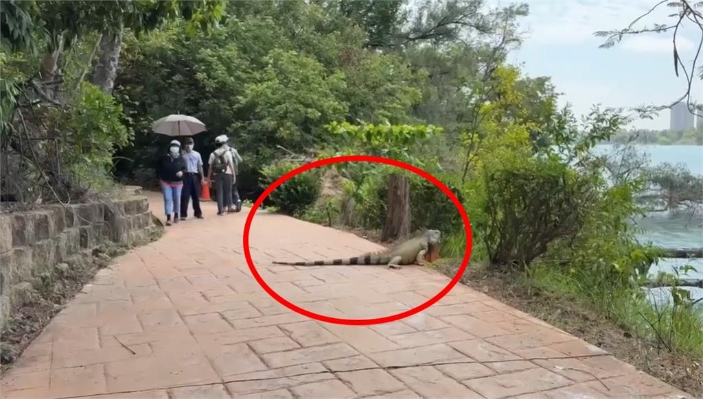 恐龍現蹤台灣?高雄出現1.7米超巨綠鬣蜥 目擊民眾嚇壞:不是AI