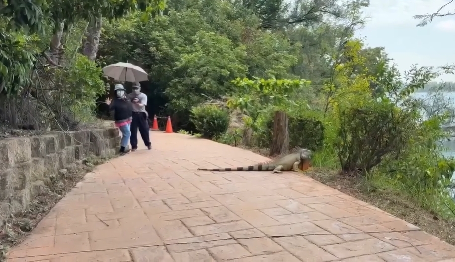 恐龍現蹤台灣?高雄出現1.7米超巨綠鬣蜥 目擊民眾嚇壞:不是AI