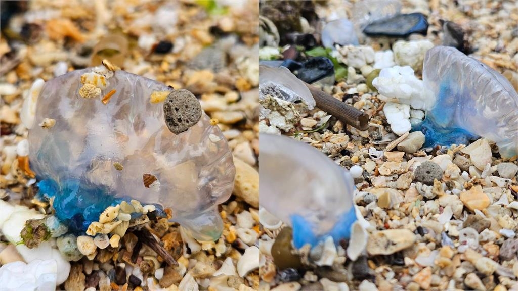 「世界第3毒」現蹤高雄西子灣!海洋局示警「僧帽水母」被螫恐喪命