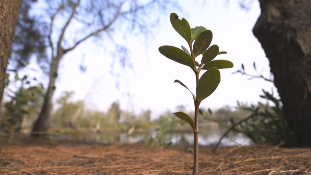 中華電信投入千萬８年認養造林計畫　邀羽球球后戴資穎一起植樹