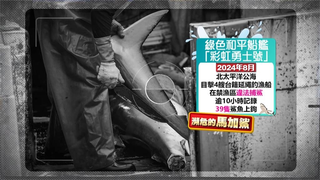 台灣漁船公海非法捕鯊 綠色和平抗議漁業署從未裁罰!