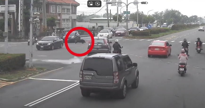 「遲到山豬」闖紅燈衝國小 驚險17秒畫面曝光…網笑:牠有課表?