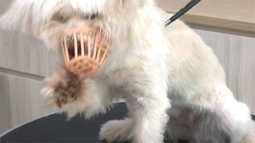 犬貓美容定型化契約上路！　三天未接回可通報動保機關