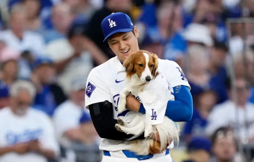 MLB／大谷翔平愛犬Decoy兩歲生日　獲得「這份禮物」可愛模樣融化網友