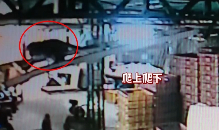 獼猴群大鬧果農工寮 狂吃成熟果實損失慘