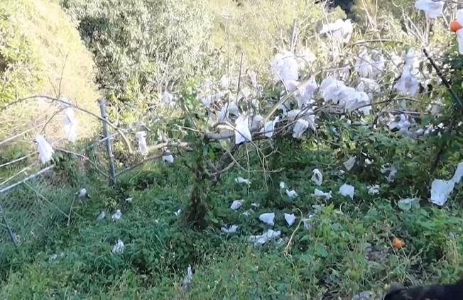 獼猴群大鬧果農工寮 狂吃成熟果實損失慘