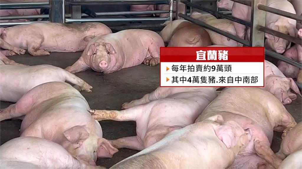 端午節前夕原物料全面上漲 毛豬每公斤拍賣價破百元