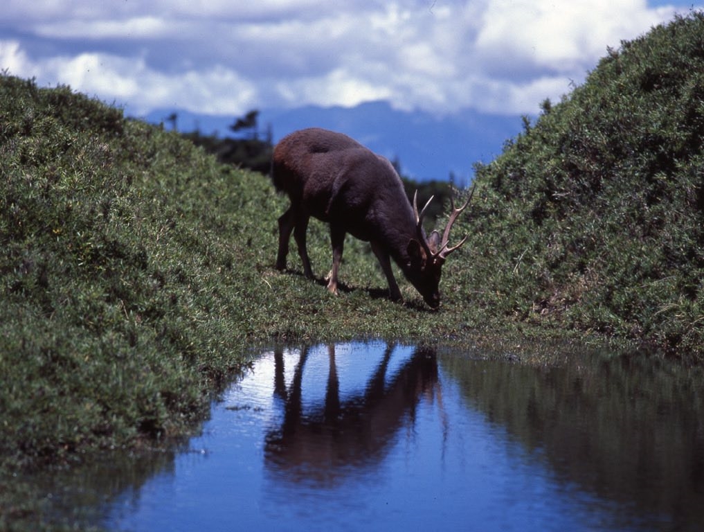 「奇萊山獸神」遭獵殺鹿茸遭鋸!山友怒炸曬「2彈孔照片」官方不忍出手了
