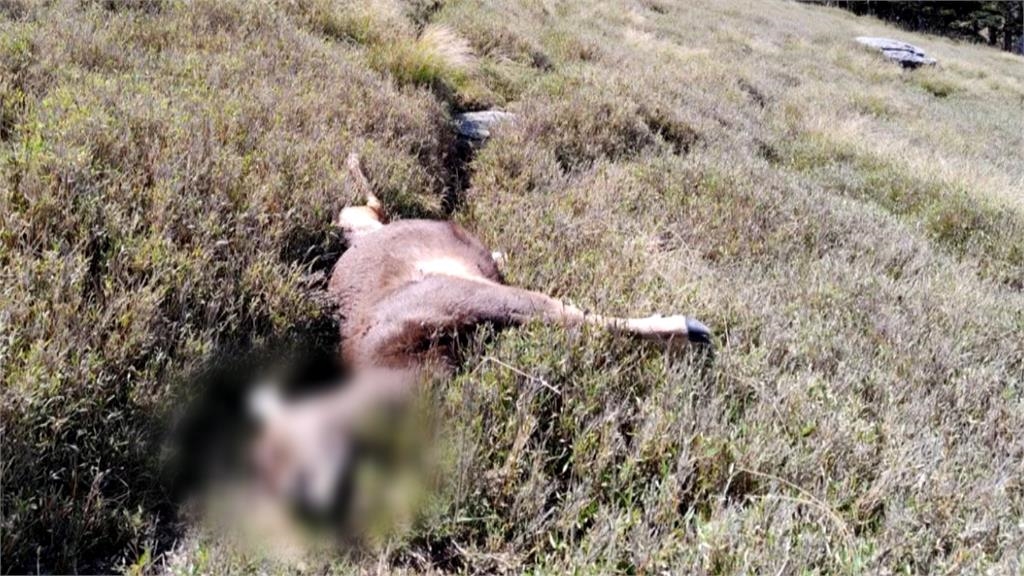 「奇萊山獸神」遭獵殺鹿茸遭鋸!山友怒炸曬「2彈孔照片」官方不忍出手了