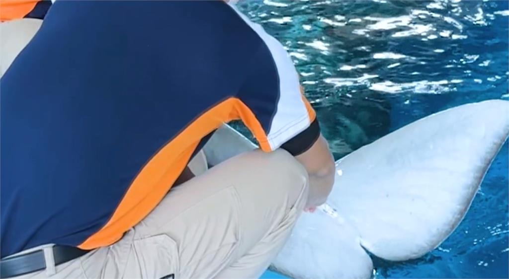 屏東海生館動物健康檢查 企鵝與白鯨來抽血