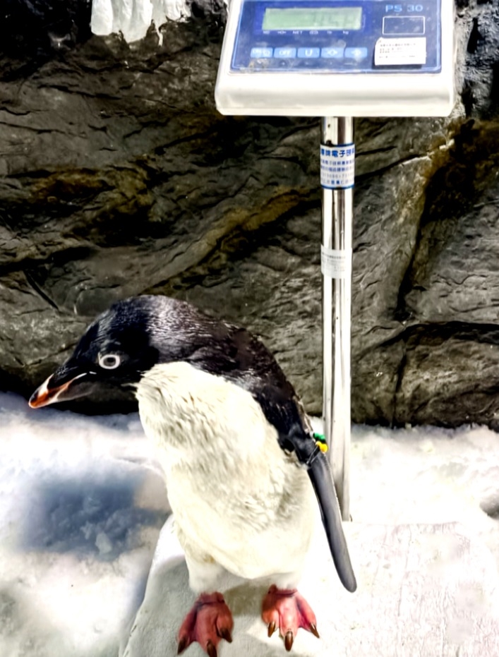 屏東海生館動物健康檢查 企鵝與白鯨來抽血