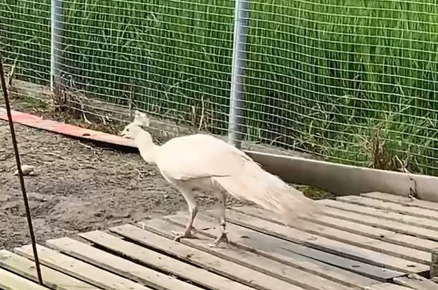 宜蘭"白孔雀"蹺家逛大街 飼主不擔心:牠肚子餓會回家