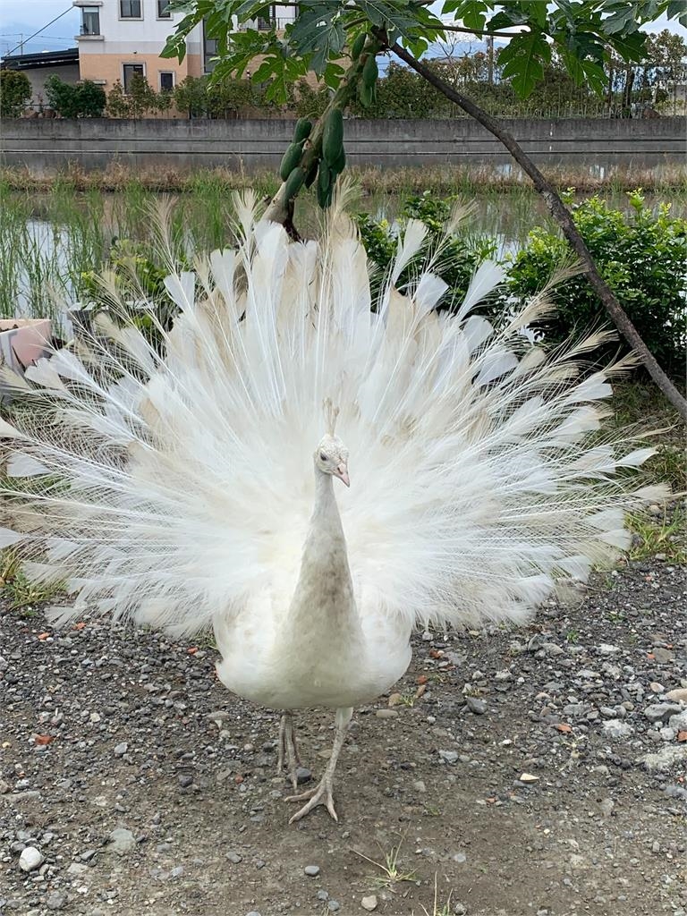 宜蘭"白孔雀"蹺家逛大街 飼主不擔心:牠肚子餓會回家