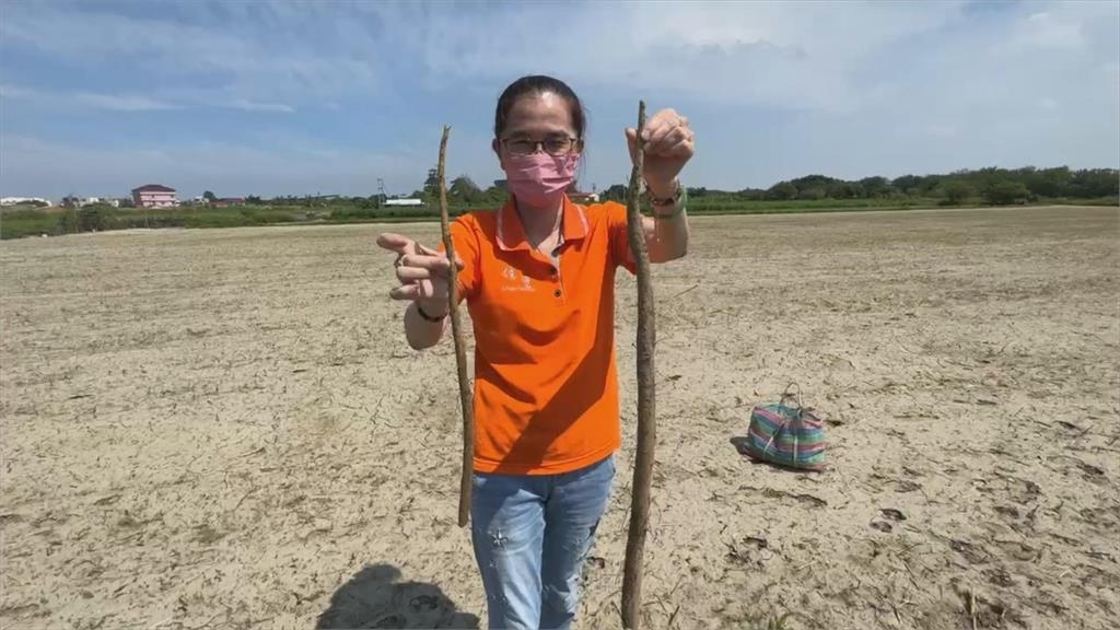 台南佳里牛蒡產期延後、產量減半　農民叫苦