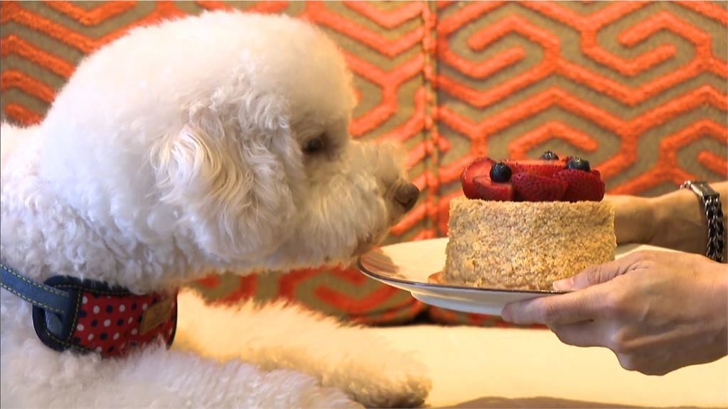 毛孩同入住!瞄準600億寵物商機 飯店送特製草莓千層蛋糕、零嘴