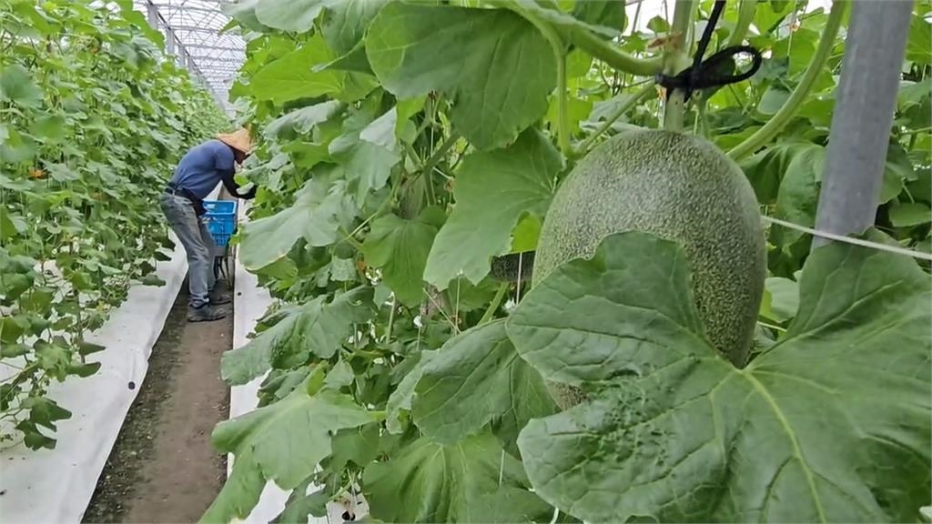 宜蘭壯圍鄉哈密瓜盛產季 礁溪分局啟動「護瓜行動」