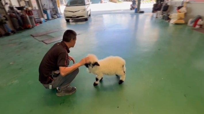 苗栗頭份修車廠內萌寵明星 「笑笑羊」模樣超可愛